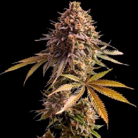 Gas Face > Empire Seeds
